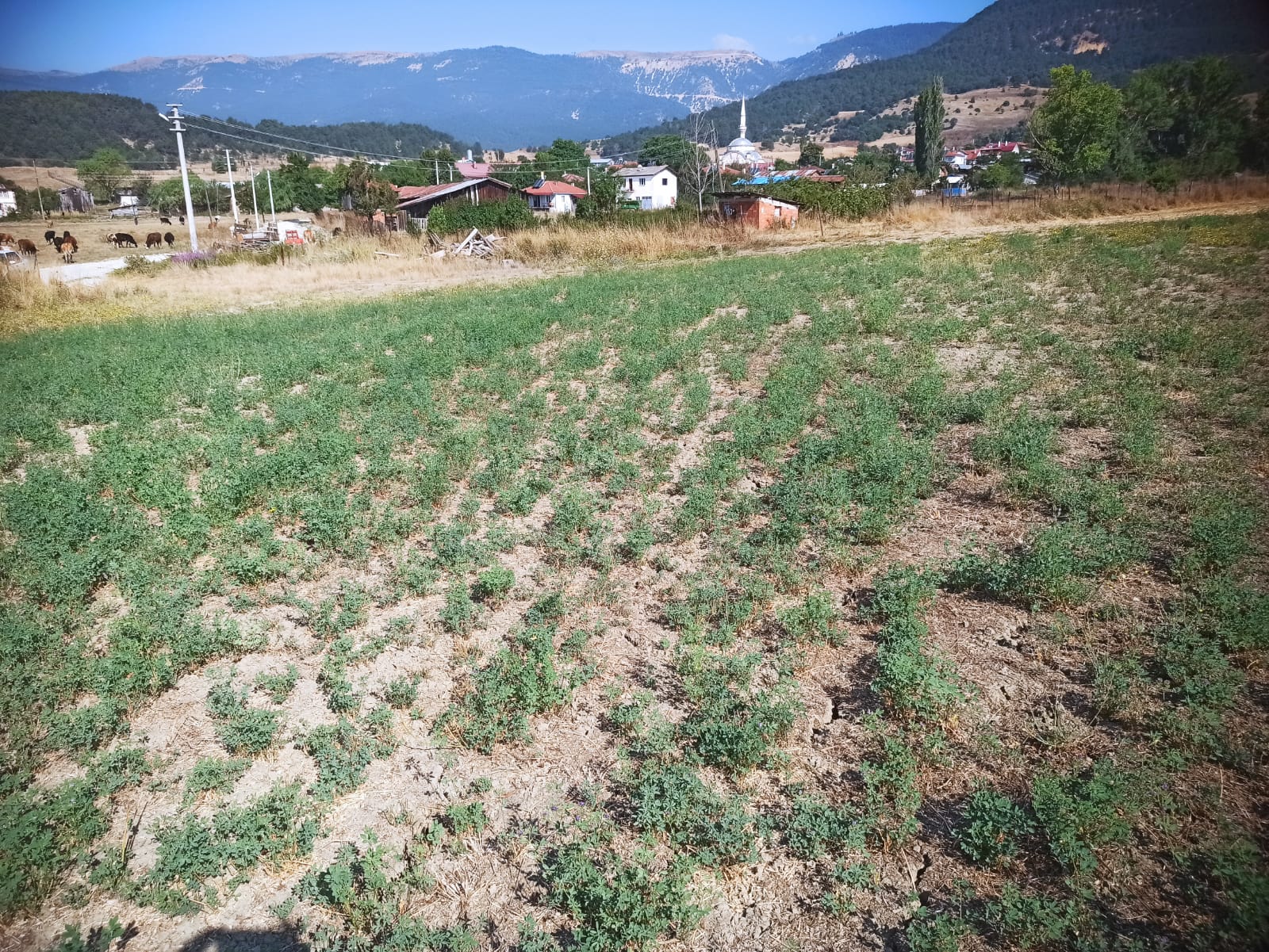 İlan Görseli